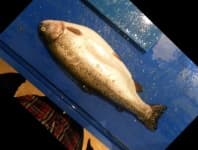 Sample 2 – Trout