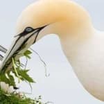 Sample 6 – Northern gannet