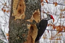 Sample 5 – Woodpecker
