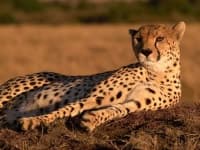 Sample 5 – Cheetah