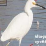 Sample 4 – Snowy egret