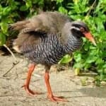 Sample 3 – Okinawa rail
