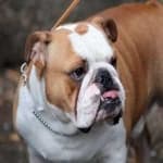 Sample 5 – Bulldog