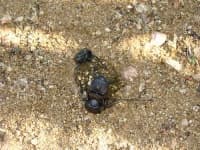Sample 1 – Dung beetle