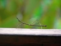 Sample 3 – Walking stick