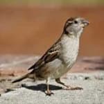 Sample 6 – House sparrow