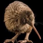 Sample 7 – Bird kiwi