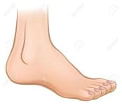 Sample 3 – Foot