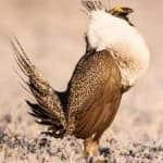 Sample 5 – Greator sage grouse