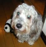 Sample of Dandie dinmont
