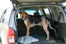 Sample of Bluetick