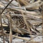 Sample 4 – Smiths longspur