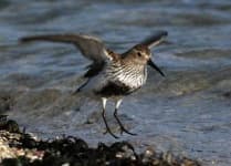 Sample 5 – Red backed sandpiper