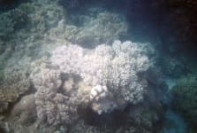 Sample 5 – Coral reef