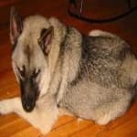 Sample 5 – Elk hound