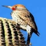 Sample 5 – Gilded flicker
