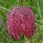 Sample 1 – Fritillary