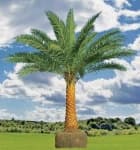 Sample 1 – Palm tree