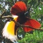 Sample 8 – Bird of paradise bird