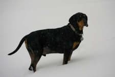 Sample 4 – Black and tan coonhound
