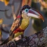 Sample 5 – Curl crested aracuri