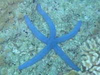 Sample 3 – Starfish