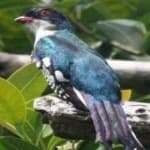 Sample 3 – Cuban trogon