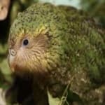 Sample 2 – Kakapo