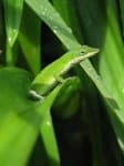 Sample of American chameleon