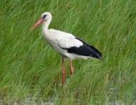 Sample 5 – Stork