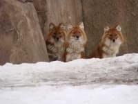 Sample 5 – Dhole