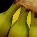 Sample 5 – Banana