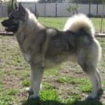 Sample of Elk hound
