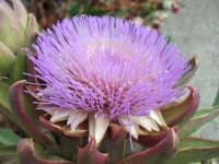 Sample 19 – Artichoke flower