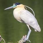 Sample 2 – Capped heron