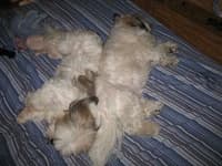 Sample 5 – Shih tzu