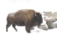 Sample 6 – Bison