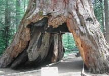 Sample 2 – Tree