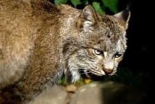 Sample 3 – Lynx