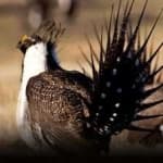 Sample 3 – Greator sage grouse