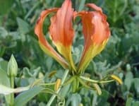 Sample 4 – Fire lily