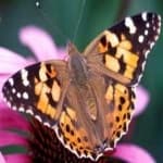 Sample 22 – Painted butterfly