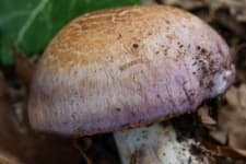 Sample 2 – Cortinarius