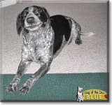 Sample 1 – Bluetick