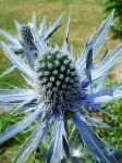 Sample 1 – Alpine sea holly