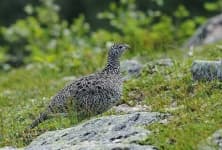 Sample 6 – Ptarmigan