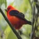 Sample 2 – Scarlet tanager