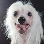 Sample 5 – Chinese crested
