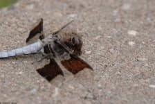Sample 4 – Dragonfly