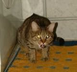 Sample 5 – Tabby